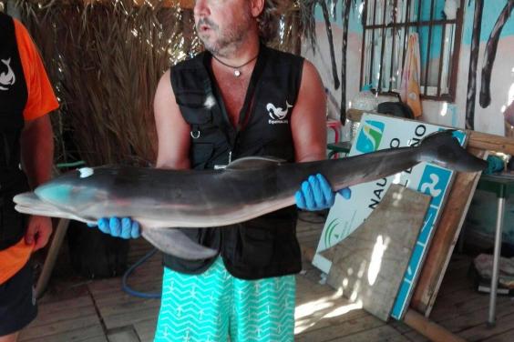 Socorristas do Equinac recuperar corpo de golfinho. Foto: Equinac