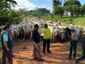 Fiscais resgatam grupo que levava gado a pé em trecho de 930 km. Foto: Divulgação