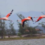 Flamingos. Foto: Eduardo Pimenta