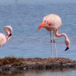 Flamingos. Foto: Eduardo Pimenta