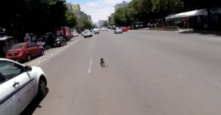 Cachorro corre em rua movimentada do México. Foto: Reprodução
