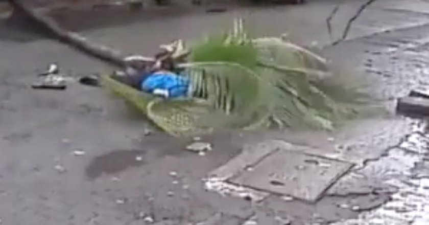 Coqueiro cai em cima de mulher na Índia. Foto: Reprodução