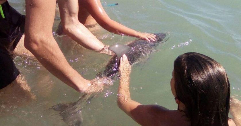 Filhote de golfinho é acariciado em praia espanhola. Foto: Reprodução