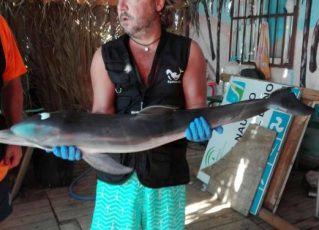 Socorristas do Equinac recuperar corpo de golfinho. Foto: Equinac