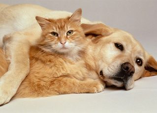 Cão e gato. Foto: Divulgação