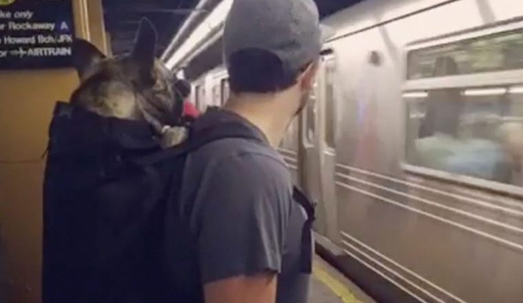 Cachorro sendo transportado no metrô de Nova York. Foto: Reprodução