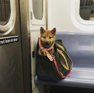 Cachorro sendo transportado no metrô de Nova York. Foto: Reprodução