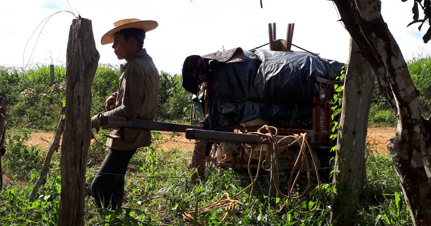 Fiscais resgatam grupo que levava gado a pé em trecho de 930 km. Foto: Divulgação
