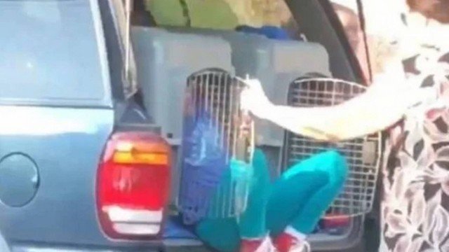 Mulher é presa por transportar netos em caixas para cães. Foto: Reprodução de Internet