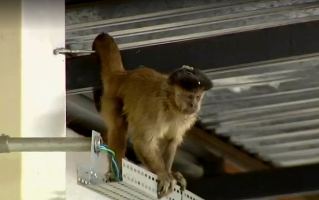 Macaco fica preso por 32 horas em supermercado. Foto: Reprodução/Televisão