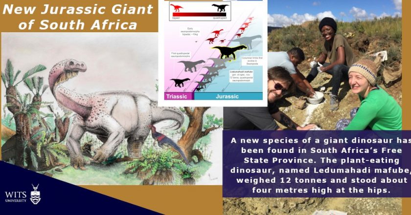 Nova espécie de dinossauro é encontrada na África do Sul. Foto: Montagem/Wits University