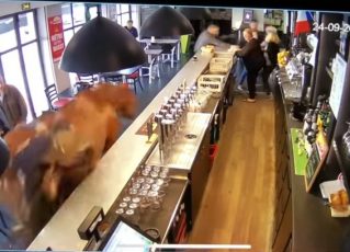 Cavalo invade bar e provoca tumulto entre os clientes. Foto: Reprodução de Internet