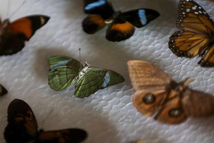 O médico Luiz Cláudio Stawiarski doará uma coleção de mais de 2 mil espécimes de borboletas e outros insetos para o Museu Nacional do Rio de Janeiro. Foto: Marcelo Camargo/Agência Brasil