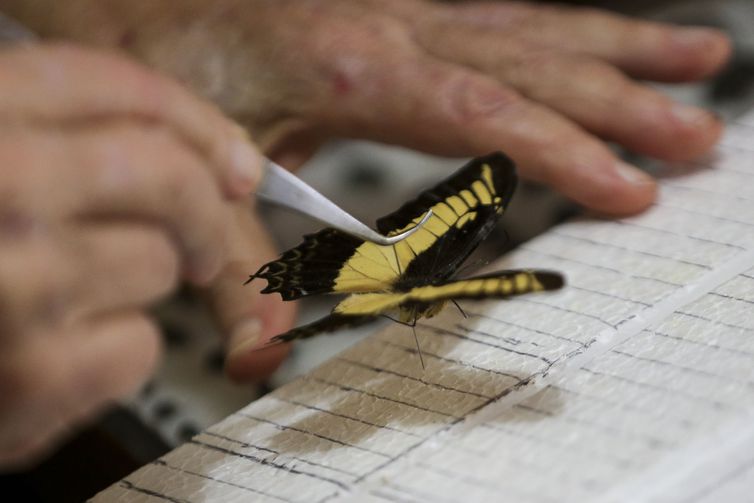 O médico Luiz Cláudio Stawiarski doará uma coleção de mais de 2 mil espécimes de borboletas e outros insetos para o Museu Nacional do Rio de Janeiro. Foto: Marcelo Camargo/Agência Brasil
