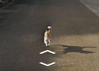 Cão persegue carro e aparece em todas as fotos do bairro no Google Street View. Foto: Reprodução de Internet