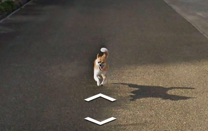 Cão persegue carro e aparece em todas as fotos do bairro no Google Street View. Foto: Reprodução de Internet