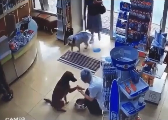 Cadela entra em farmácia e mostra pata machucada. Foto: Reprodução de Internet