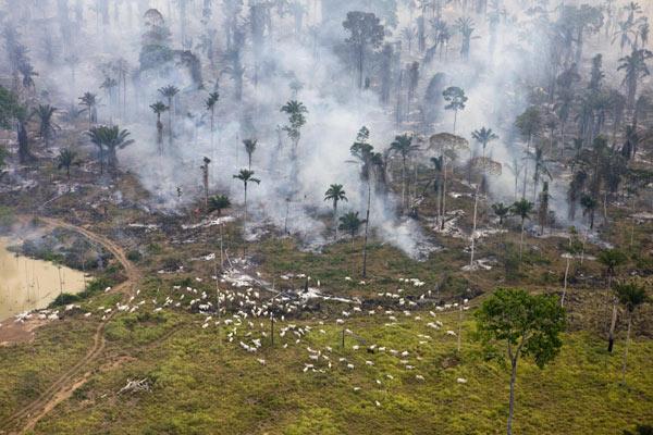 Devastação na Amazônia. Foto: Reprodução de Internet