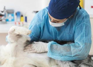 Como prevenir tumores mamários em cães e gatos. Foto: Reprodução de Internet