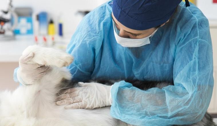 Como prevenir tumores mamários em cães e gatos. Foto: Reprodução de Internet