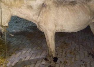 Cavalo com tornozeleira eletrônica é encontrado no Ceará. Foto: Reprodução de Internet