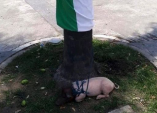 Porco é amarrado em árvore e viraria almoço de flamenguistas. Foto: Reprodução do Instagram