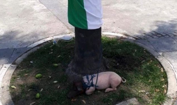 Porco é amarrado em árvore e viraria almoço de flamenguistas. Foto: Reprodução do Instagram