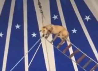 Circo apresenta acrobacia com cachorro no Ceará. Foto: Reprodução/Twitter/Célio Studart