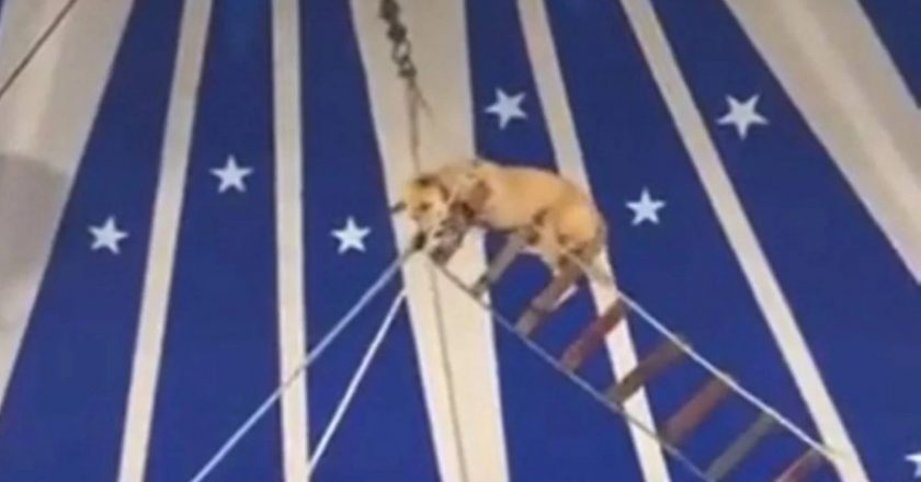 Circo apresenta acrobacia com cachorro no Ceará. Foto: Reprodução/Twitter/Célio Studart