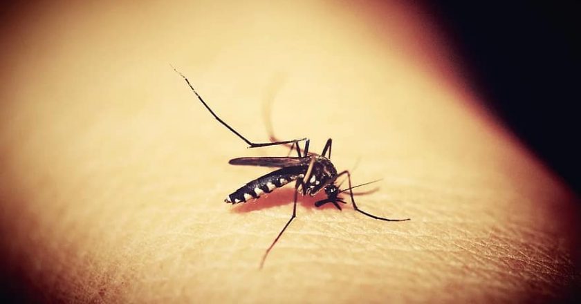 Mosquito. Foto: Pikist