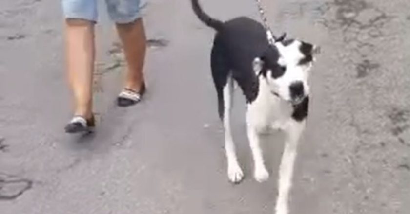 Cão é abandonado por tutor. Foto: Reprodução de vídeo