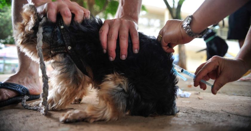 Cachorro sendo vacinado. Foto: Marcelo Camargo/Agência Brasil
