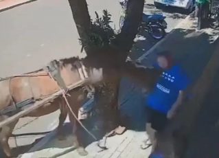 : Vereador é mordido por burro durante caminhada no Paraná. Foto: Reprodução de vídeo