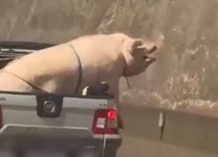 Porco e cabrito são transportados em caminhonete. Foto: Reprodução de vídeo